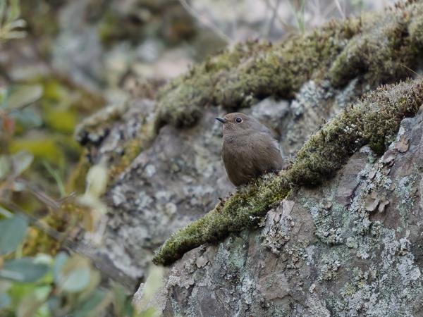 <h3><a href="/trips/extramadura/biota/animalia/chordata/aves/040 passeriformes/108 muscicapidae/phoenicurus ochruros/phoenicurus ochruros-nl.html">Phoenicurus&nbsp;ochruros</a> / Black&nbsp;redstart / Zwarte&nbsp;roodstaart</h3>OM-1 Mark II met OLYMPUS M.150-400mm F4.5 TC, 1/2000 sec  bij F5.6, ISO 8000, afstand 19.6&nbsp;m